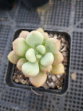 Graptoveria 'Avant-garde' 先锋派