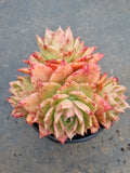 *GLGhybrid(2-47) Echeveria agavoides Ebony hybrid 乌木杂