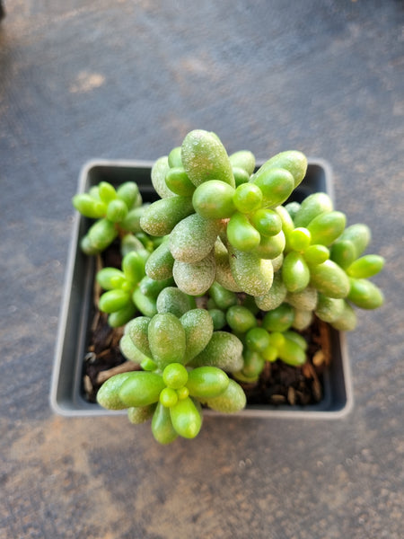 Sedum Hernandezii 绿龟卵