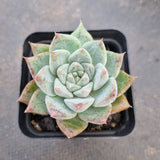 GLGhybrid - Echeveria hyalina X Echeveria Tolimanensis 海琳娜杂杜里万