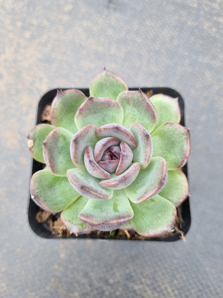 *GLGhybrid(1-1539) Echeveria 'Bloody Maria' hybrid 血色玛丽亚杂