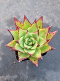 Echeveria Agavoides Lipstick aka. Red Edge口红