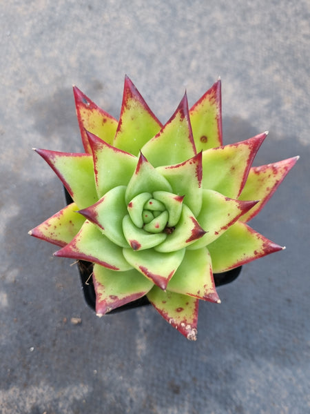 Echeveria Agavoides Lipstick aka. Red Edge口红