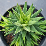 Haworthia variegated No ID