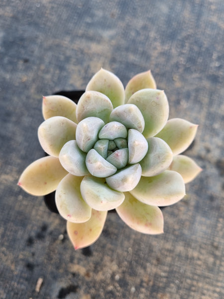 *GLGhybrid(1-180) Pachyveria Elaine hybrid 香水杂