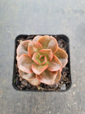 Echeveria Melaco 巧克力方砖