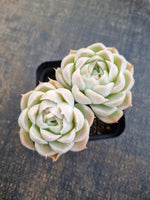 *GLGhybrid(1-1265) Echeveria Elegans 'Alba' hybrid 白月影杂