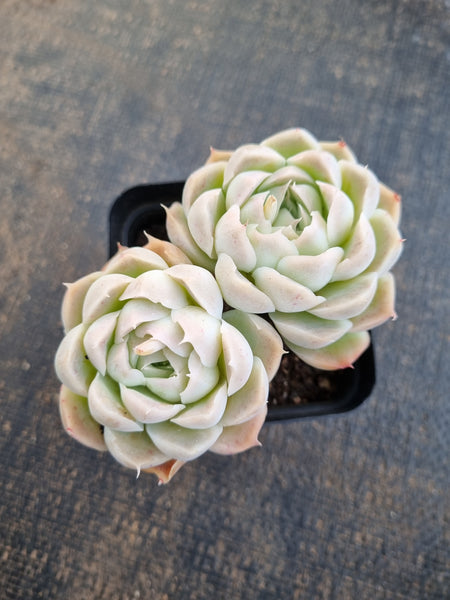 *GLGhybrid(1-1265) Echeveria Elegans 'Alba' hybrid 白月影杂