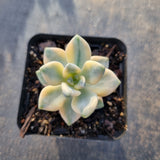 Graptopetalum Paraguayense ssp. Bernalense variegata 美杏锦