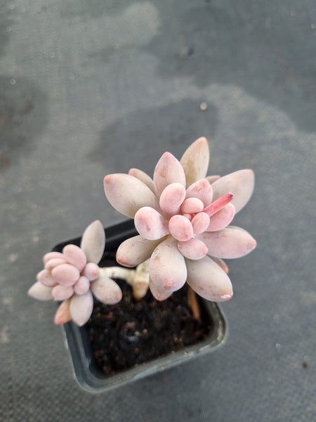 *GLGhybrid(1-1157) Pachyphytum Baby Finger hybrid 婴儿手指杂