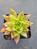 *GLGhybrid(1-697) Echeveria agavoides Ebony hybrid Monstrose 乌木杂石化