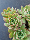 *GLGhybrid(2-378) Echeveria Derenbergii hybrid 船长杂