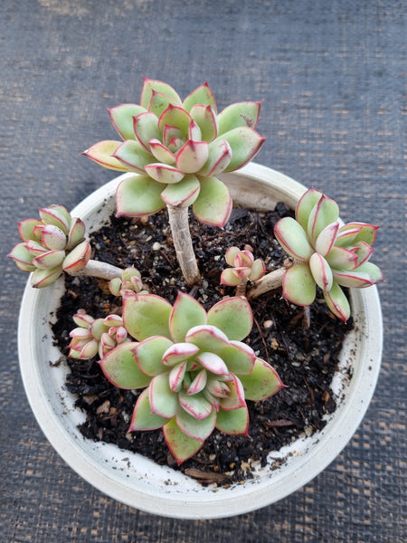 *GLGhybrid(2-327) Echeveria Ballsii Hybrid 灰姑娘杂