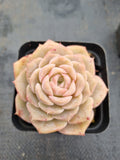 Echeveria Sarang 爱神