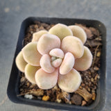 *GLGhybrid - Graptopetalum Mendozae X Ellen 丸姬杂艾伦