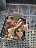 Adromischus Triflorus (Red) 爱心水泡