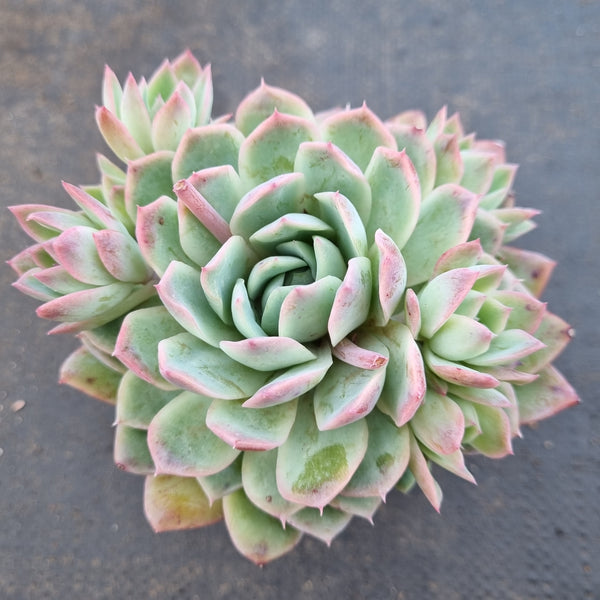 *GLGhybrid(1-1632) Echeveria Violet Queen hybrid 紫罗兰女王杂