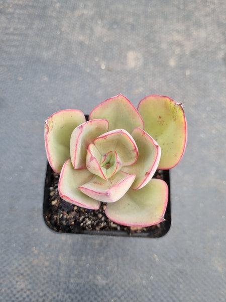 *GLGhybrid(1-934) Echeveria Rverted suyon hybrid 大叶秀妍杂