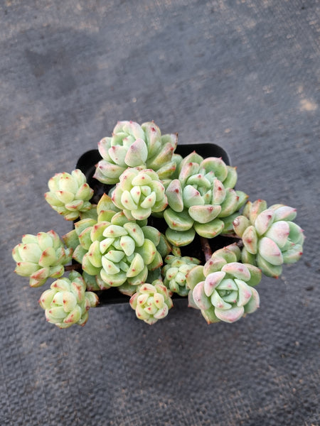 *GLGhybrid(1-977) Sedum Perezdelarosae hybrid 焦糖精灵杂