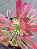 Aeonium Pink Witch 粉女巫