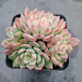 *GLGhybrid(1-518) Echeveria Sierra hybrid 爱斯诺杂