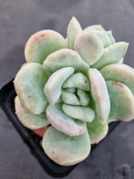 *GLGhybrid(1-1191) Pachyveria Elaine hybrid Monstrose 香水杂石化