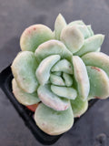 *GLGhybrid(1-1191) Pachyveria Elaine hybrid Monstrose 香水杂石化