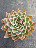 *GLGhybrid(2-231) Echeveria agavoides Ebony hybrid 乌木杂