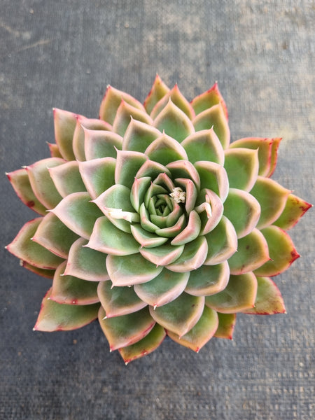 *GLGhybrid(2-231) Echeveria agavoides Ebony hybrid 乌木杂