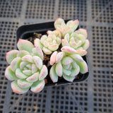 Echeveria 'Frost of the Fall'  秋霜