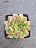 *GLGhybrid Echeveria pulidonis 'Christmas' hybrid 墨西哥花月夜杂