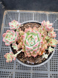 11cm pot Echeveria Frosty Bloom 霜花群
