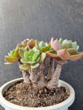 11cm pot Echeveria sp. 红美丽群
