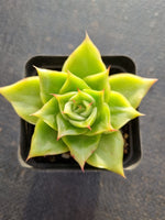 *GLGhybrid(1-344) Echeveria agavoides Ebony hybrid 乌木杂
