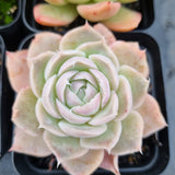 *GLGhybrid(1-504) Special hybrid pack of 4