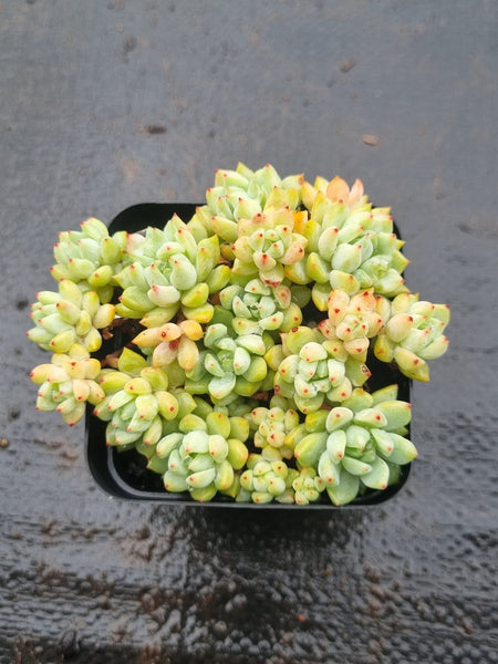 *GLGhybrid(1-1515) Sedum Perezdelarosae hybrid 焦糖精灵杂