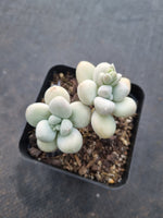 *GLGhybrid(1-1006) Graptopetalum Mendozae hybrid 丸姬杂