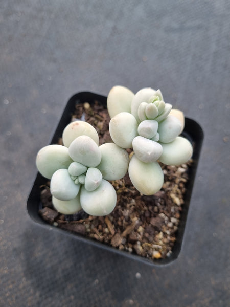 *GLGhybrid(1-1006) Graptopetalum Mendozae hybrid 丸姬杂