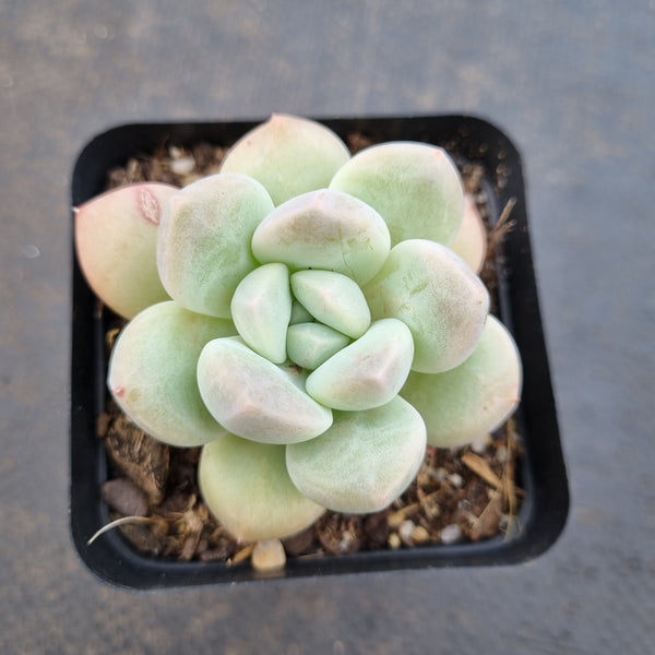 *GLGhybrid(1-1611) Pachyveria Elaine hybrid 香水杂