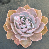 *GLGhybrid(2-389) Echeveria shaviana hime hybrid 沙维娜杂