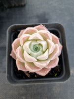 *GLGhybrid(1-1138) Special hybrid pack of 4