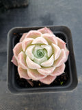 *GLGhybrid(1-1138) Special hybrid pack of 4