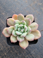 *GLGhybrid(1-730) Pachyveria Elaine hybrid 香水杂