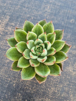 *GLGhybrid(1-223) Echeveria cuspidata var. Zaragozae hybrid 黑爪杂