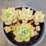 *GLGhybrid(2-14) Echeveria Secunda hybrid 赛康达杂