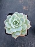 Echeveria Deresina 雪域