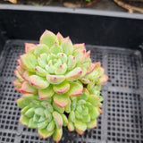 *GLGhybrid(1-156) Echeveria Sierra Hybrid 爱斯诺杂