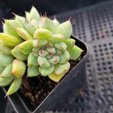 *GLGhybrid(1-108) Echeveria cuspidata var. Zaragozae hybrid 黑爪杂
