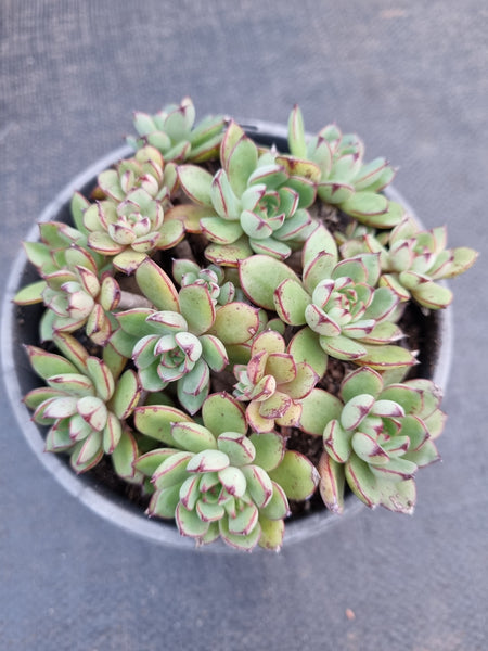 *GLGhybrid(2-303) Echeveria Ballsii Hybrid 灰姑娘杂