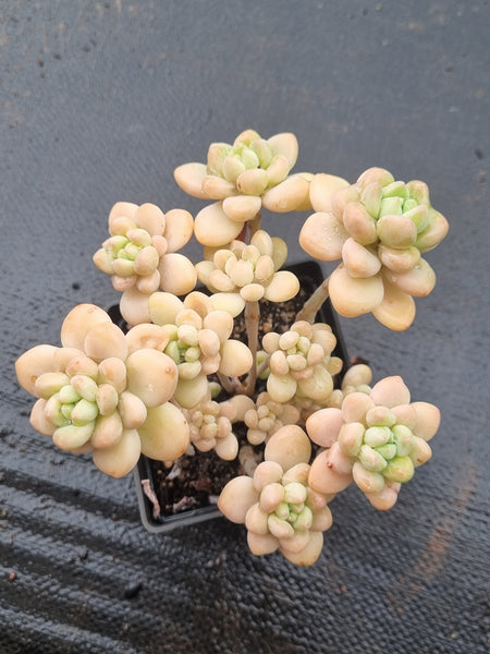*GLGhybrid(1-1480) Graptopetalum ‘Blush Danko’ 绯丸